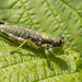 Wingless Mountain Grasshopper - Photo (c) Denis Doucet, some rights reserved (CC BY-NC), uploaded by Denis Doucet