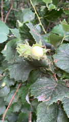 Corylus avellana