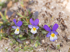Viola tricolor curtisii