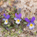 Viola tricolor curtisii - Photo (c) Arnold Wijker, algunos derechos reservados (CC BY-NC), subido por Arnold Wijker