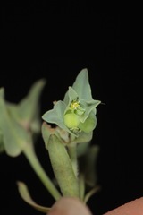 Euphorbia peplidion