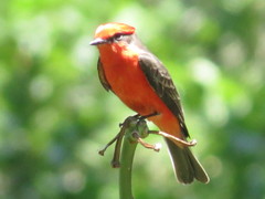 Pyrocephalus rubinus