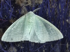 Arctornis submarginata