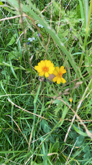 Tagetes lunulata