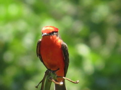 Pyrocephalus rubinus