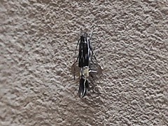 Cosmopterix