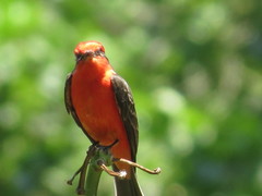 Pyrocephalus rubinus