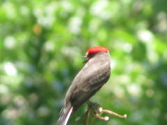 Pyrocephalus rubinus