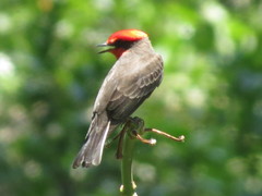 Pyrocephalus rubinus