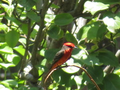 Pyrocephalus rubinus