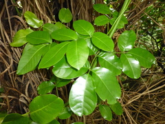 Tecomanthe speciosa