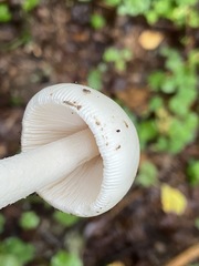 Amanita vaginata alba