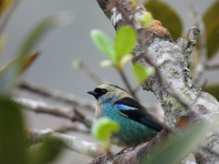 Tangara labradorides