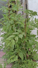 Magnoliopsida