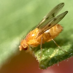 Homoneura trochantera