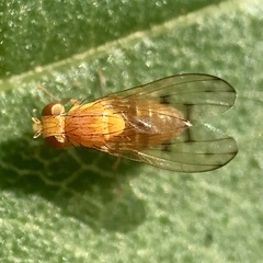 Homoneura trochantera