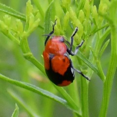 Anomoea nitidicollis