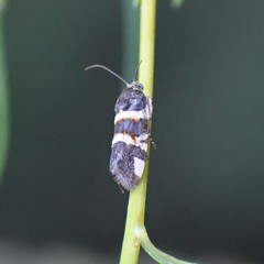 Spragueia funeralis