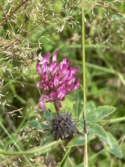 Trifolium medium