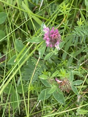Trifolium medium