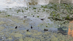 Fulica atra