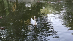 Cygnus olor