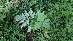 Heracleum sosnowskyi