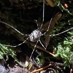 Leptobunus