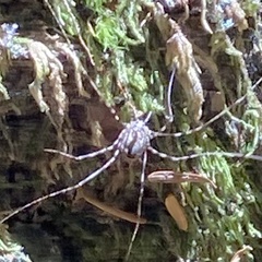 Leptobunus