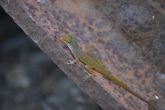 Anolis luciae