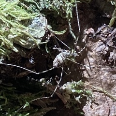 Leptobunus