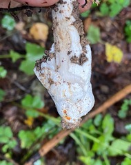 Amanita vaginata alba