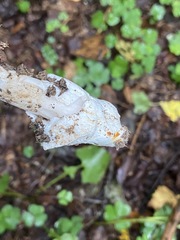 Amanita vaginata alba