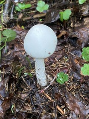 Amanita vaginata alba