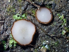 Trichophaea gregaria