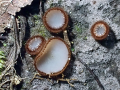 Trichophaea gregaria