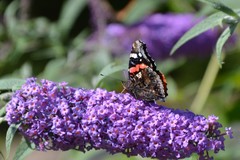 Vanessa atalanta