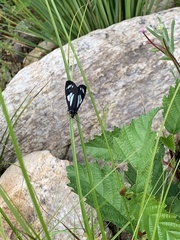 Gnophaela discreta