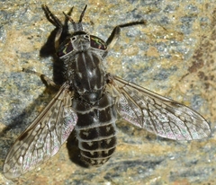 Haematopota ocelligera