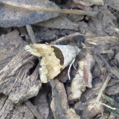 Cobubatha lixiva