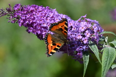 Aglais urticae