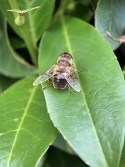 Eristalis tenax