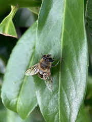 Eristalis tenax