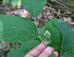 Leucanthiza dircella