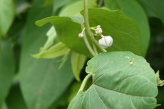Cynanchum annularium