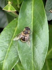 Eristalis tenax
