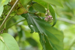 Cynanchum annularium
