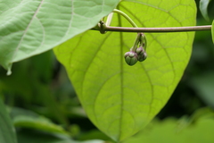 Cynanchum annularium