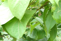 Cynanchum annularium