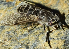Haematopota ocelligera